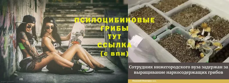 Где можно купить наркотики Аксай hydra tor  Альфа ПВП  Меф мяу мяу  Марихуана  Cocaine  Экстази  Гашиш  Метамфетамин 